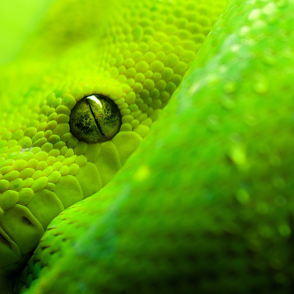 Snake Eye iPad Wallpaper, Background and Theme