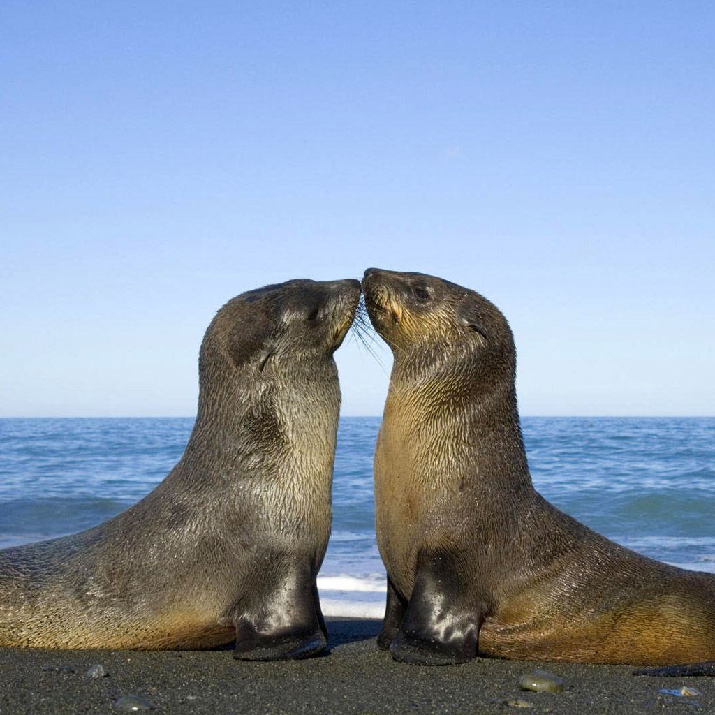 SEA LIONs iPad Wallpaper, Background and Theme