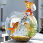 Goldfish Waste