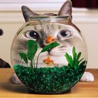 Cat Bowl