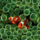 Clown Fish