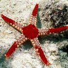 Starfish