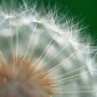 Flower Closeup