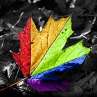 Maple Leaf