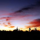 Cactus Dusk