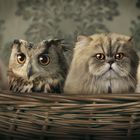 Owl Cat