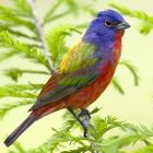 Colorful Bird